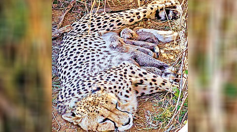 Jwala cheetah |