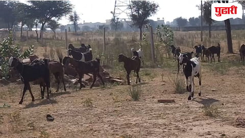 Goat Theft Case
