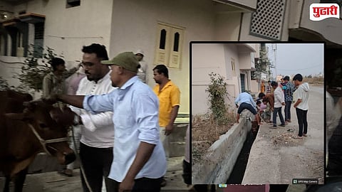 Cow Rescue Umarga