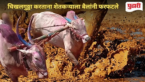 Bhandara News | बैलांनी फरफटत नेल्याने शेतकऱ्याचा मृत्‍यू : शेतात चिखलणी करताना दुर्घटना 