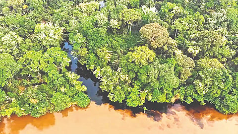 काँगो खोऱ्यातील प्राचीन कार्बन साठ्यातून मोठ्या प्रमाणावर उत्सर्जन