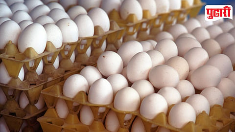 Egg