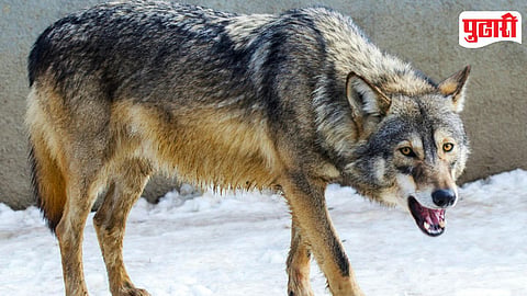Wolf Dog