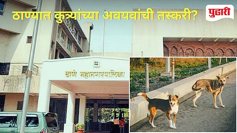 Thane News | धक्कादायक! ठाण्यात होते कुत्र्यांच्या अवयवांची तस्करी!