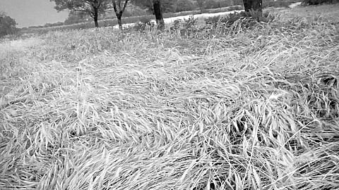 Atpadi unseasonal rain