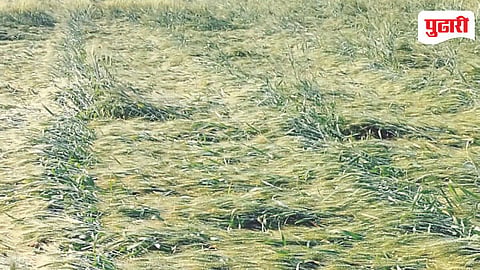 Nevasa Crop Damage