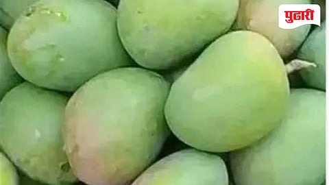 Raival mango 