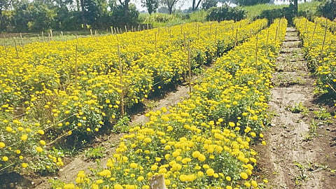 flower farming