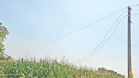 corn crop loss