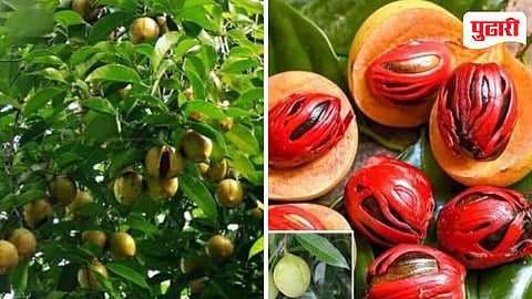 Nutmeg Farming Konkan