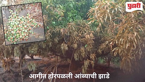 Sindhudurg Fire News | सौंदाळे सडा भागात अग्नितांडव  ; २०० ते २५० आंबा कलमे होरफळली ;