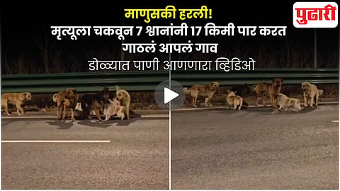 Viral Dog Video