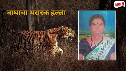  Talodhi forest range  tiger killing woman