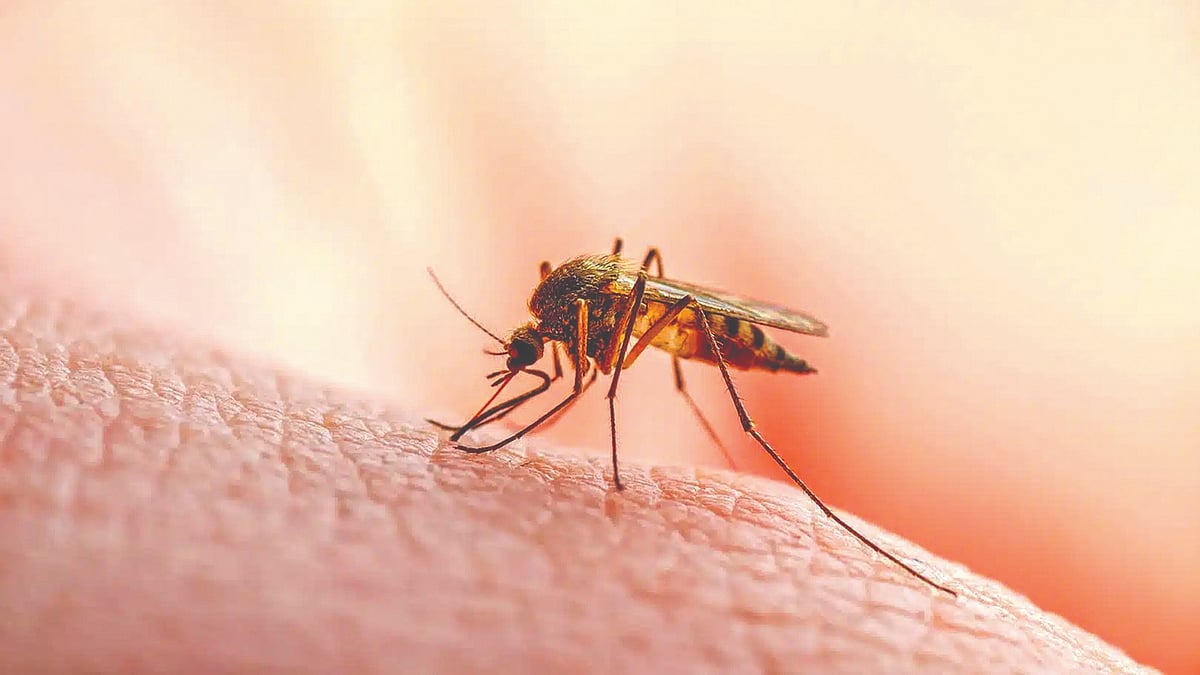 Malaria Vaccine : मलेरियाच्या लसीच्या किमतीत ४० टक्क्यांनी कपात, जगभरात आणखी १० लाख चिमुकल्यांना मिळणार सुरक्षा कवच