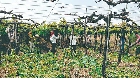 Grape farming