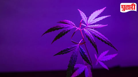 Hydroponic Ganja