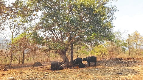 Chaitra heatwave