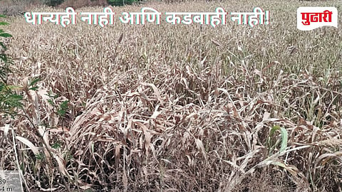 ज्वारीची उंची फक्त दीड फुटावरच खुंटली, शेतकऱ्यांच्या हातात बाटूकः