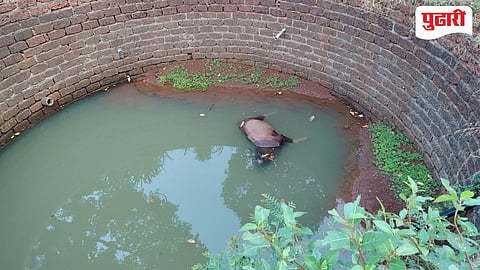 Radhangari News | चाऱ्याच्या शोधात भरकटलेल्या गव्याच्या पिल्लाचा विहीरीत पडून मृत्‍यू! 