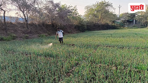 White Onion Palghar