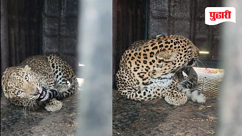 Nashik leopard news
