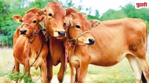 Livestock heatwave protection