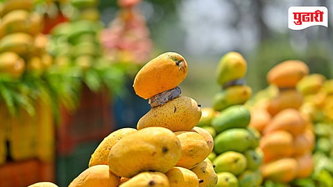 APMC Mango