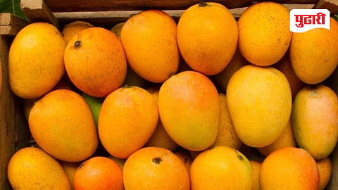 Hapus Mango