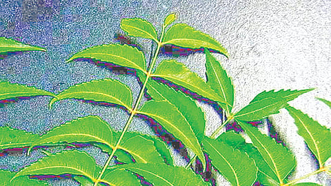 Neem extract