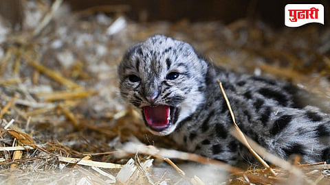  White Leopard | चक्क 'पांढऱ्या' रंगाचा बिबट्याचा बछडा आढळला; नाशिक वनविभागात पहिलीच नोंद