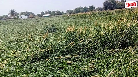 Unseasonal Rain Vaijapur Taluka 
