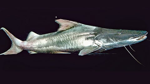 long distance fish journey | 