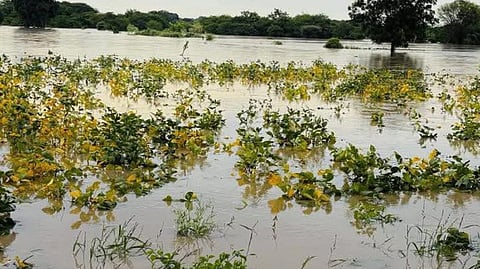 Solapur hailstorm | मार्च  गारपीट : 2500  हेक्टर बाधित 
