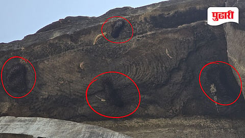 Ajanta Caves bee attack