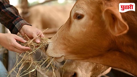 Fodder Shortage