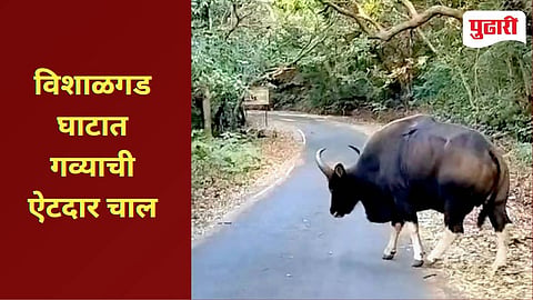 Indian Bison | विशाळगड घाटात 'गव्या'चा राजेशाही थाट! 