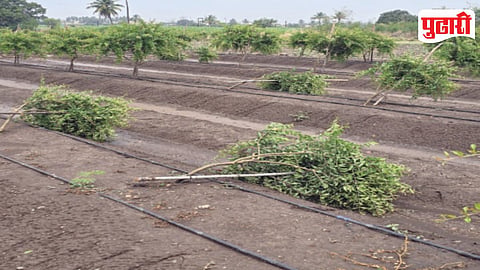 Unseasonal Rain Crop Damage