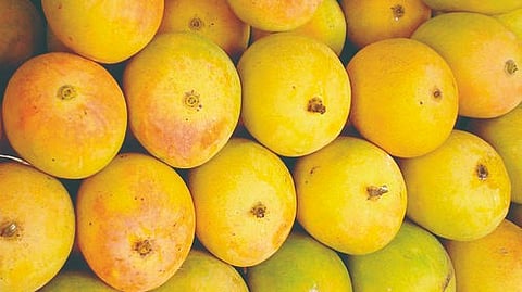 Hapus Mango |