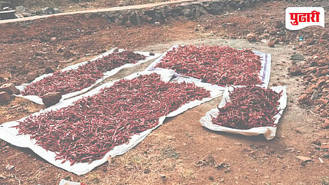 Chilli Price