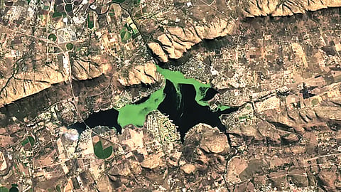 South Africa dam plants| 
