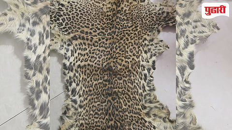 Tiger Skin Seized; 11 People Arrested in Wildlife Crime Case
