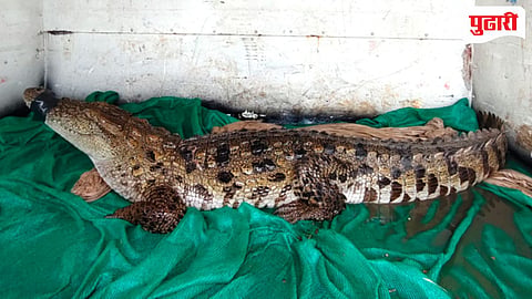 Crocodile Rescue