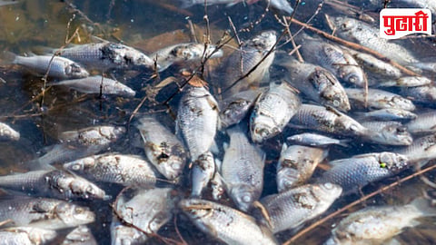 Fish Death