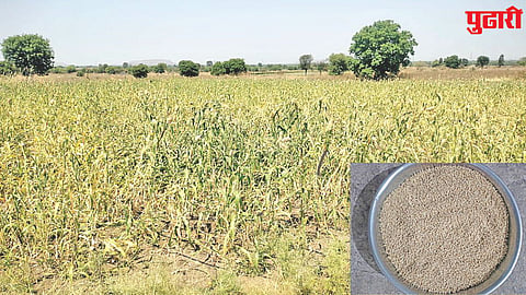 jowar price hike
