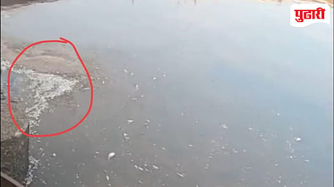 Kadvi River pollution| कडवी नदीपात्रात मृत मास्यांचा खच 