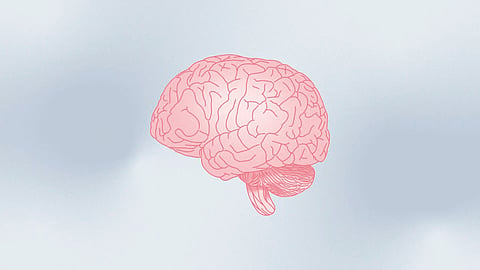 Human brain