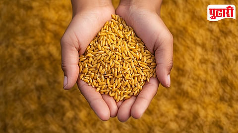 Wheat