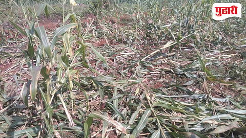 Shahuwadi Crop Damage