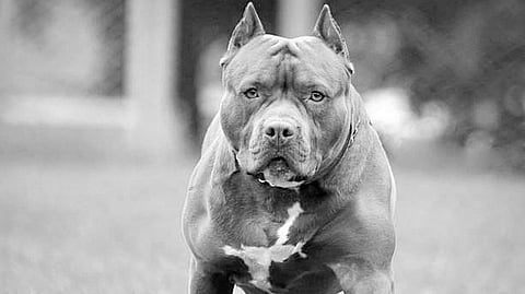 Foreign Dog