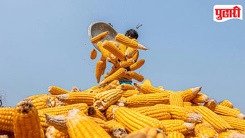 Baby Corn